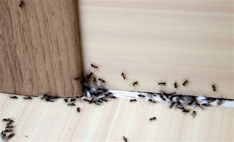 家中出現螞蟻 樑壓房門